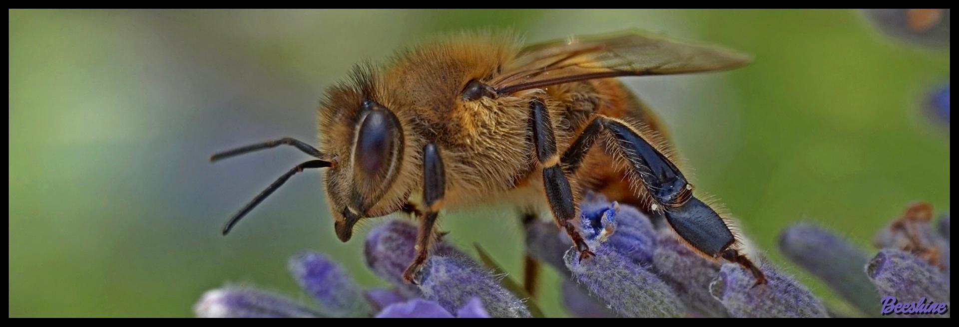 Beeshine-Aliment complémentaire pour abeilles