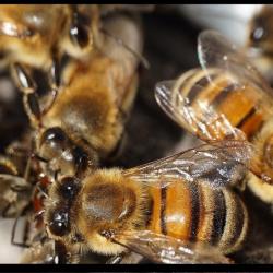 Beeshine -Aliment complémentaire pour abeilles