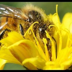 Beeshine-Aliment complémentaire pour abeilles